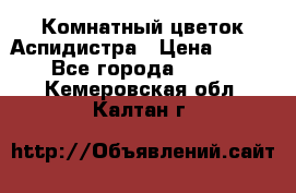 Комнатный цветок Аспидистра › Цена ­ 150 - Все города  »    . Кемеровская обл.,Калтан г.